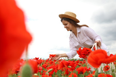 Woman with handbag picking poppy flowers in beautiful field