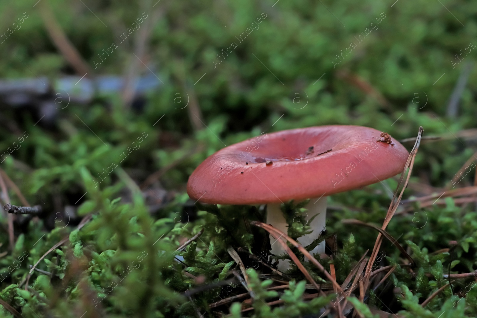 Photo of Russula mushroom growing in forest, closeup view