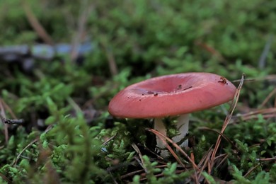 Russula mushroom growing in forest, closeup view