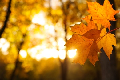 Photo of Tree branch with sunlit golden leaves in park, closeup. Autumn season