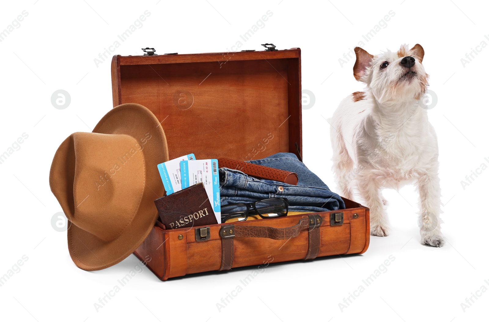 Photo of Travel with pet. Dog, clothes and suitcase on white background