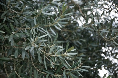 Closeup view of beautiful olive tree with green leaves outdoors