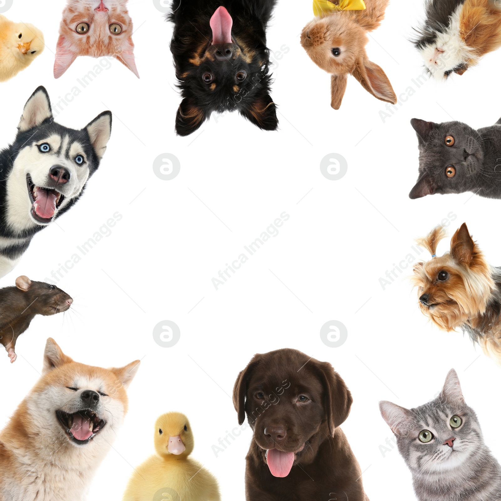 Cute different animals on white background, collage Image of Cute different animals on white background, collage