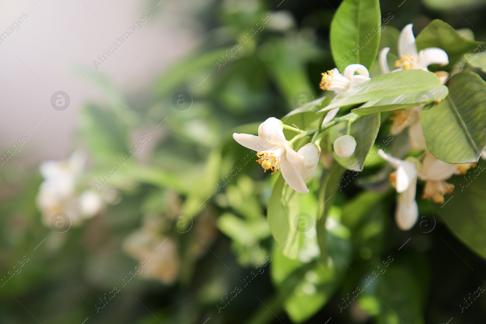 Photo of Beautiful blossoming grapefruit tree outdoors on spring day, closeup. Space for text