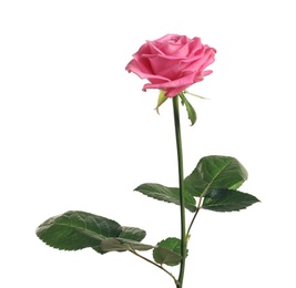 Photo of Beautiful blooming pink rose on white background