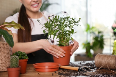 Young woman taking care of potted plants at home, closeup