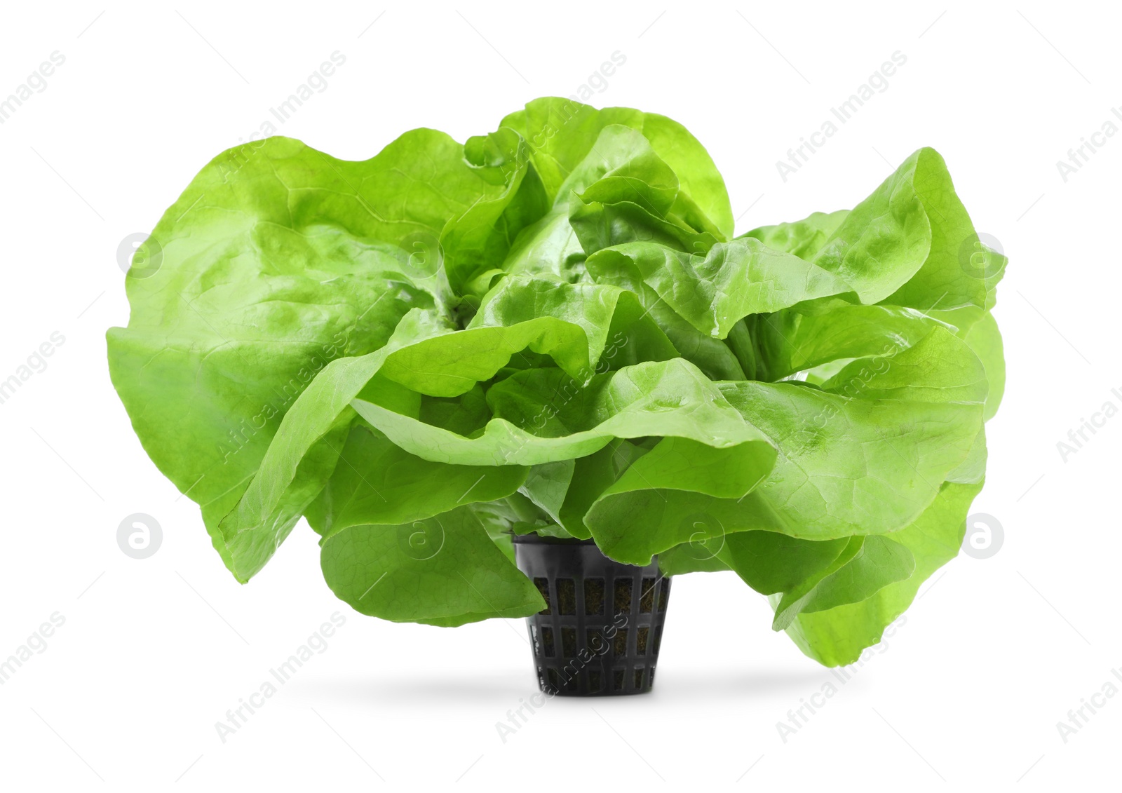 Photo of Fresh green butter lettuce head isolated on white