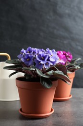 Photo of Beautiful potted violets on grey table. Delicate house plants