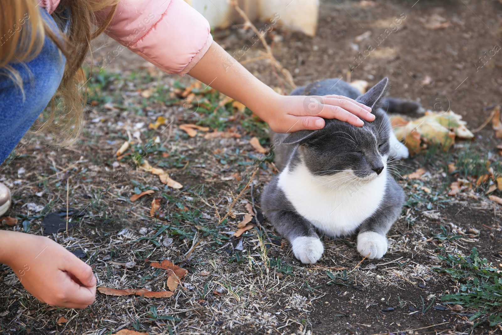 Photo of Woman stroking stray cat on ground with dry leaves, closeup. Homeless pet