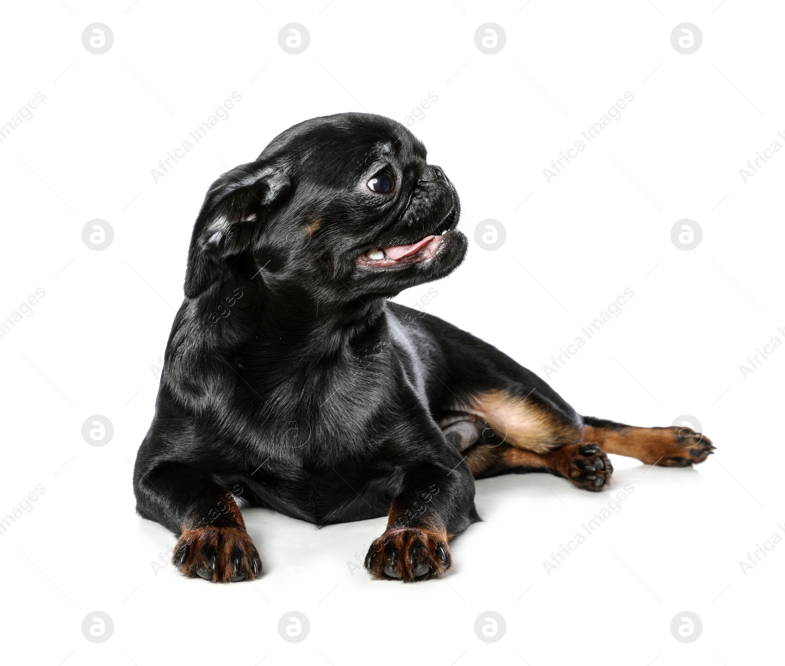 Photo of Adorable black Petit Brabancon dog lying on white background