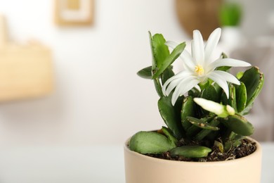 Beautiful blooming Schlumbergera (Christmas or Thanksgiving cactus) on blurred background, closeup. Space for text