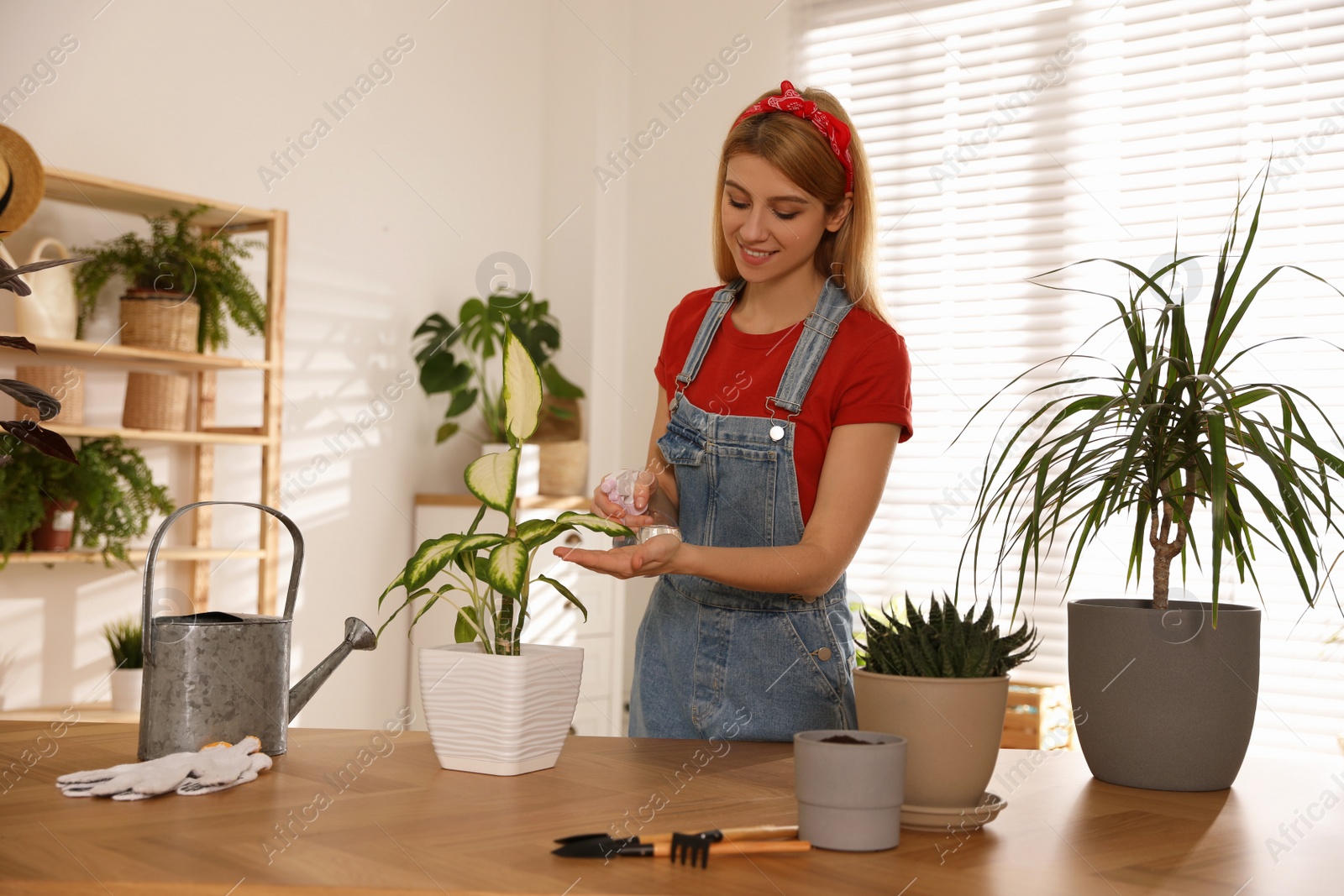 Photo of Young woman spraying Dieffenbachia plant at home. Engaging hobby