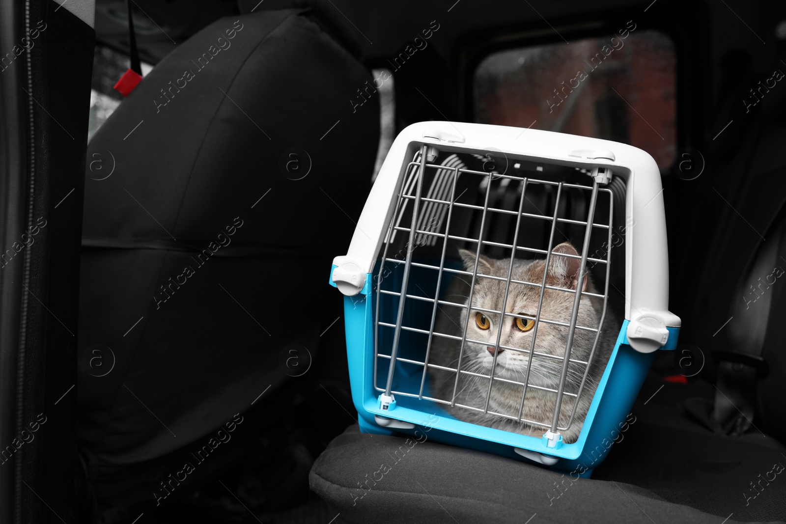 Photo of Travel with pet. Cute cat in carrier inside car