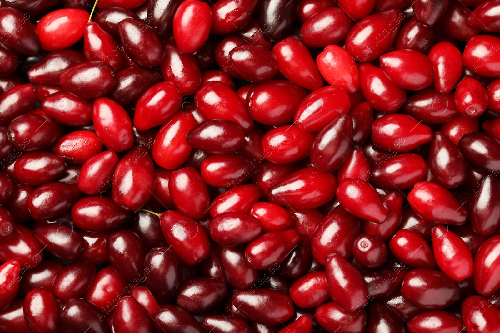 Photo of Fresh ripe dogwood berries as background, top view