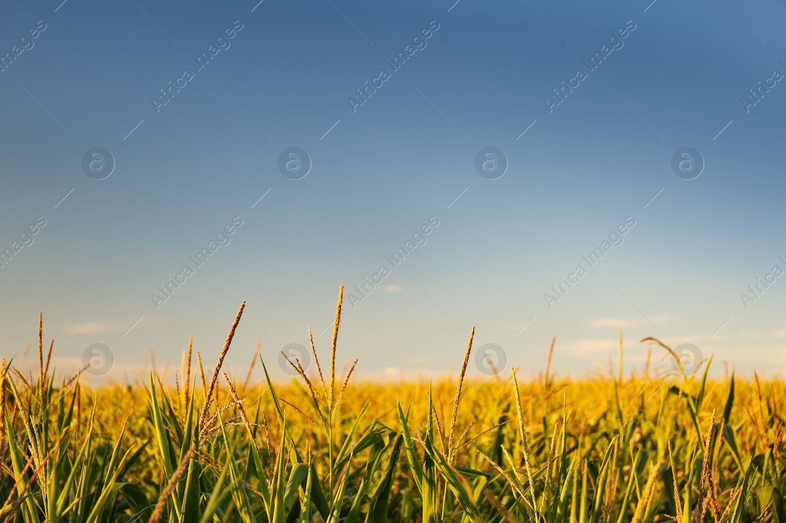 Photo of Beautiful view of corn growing in field