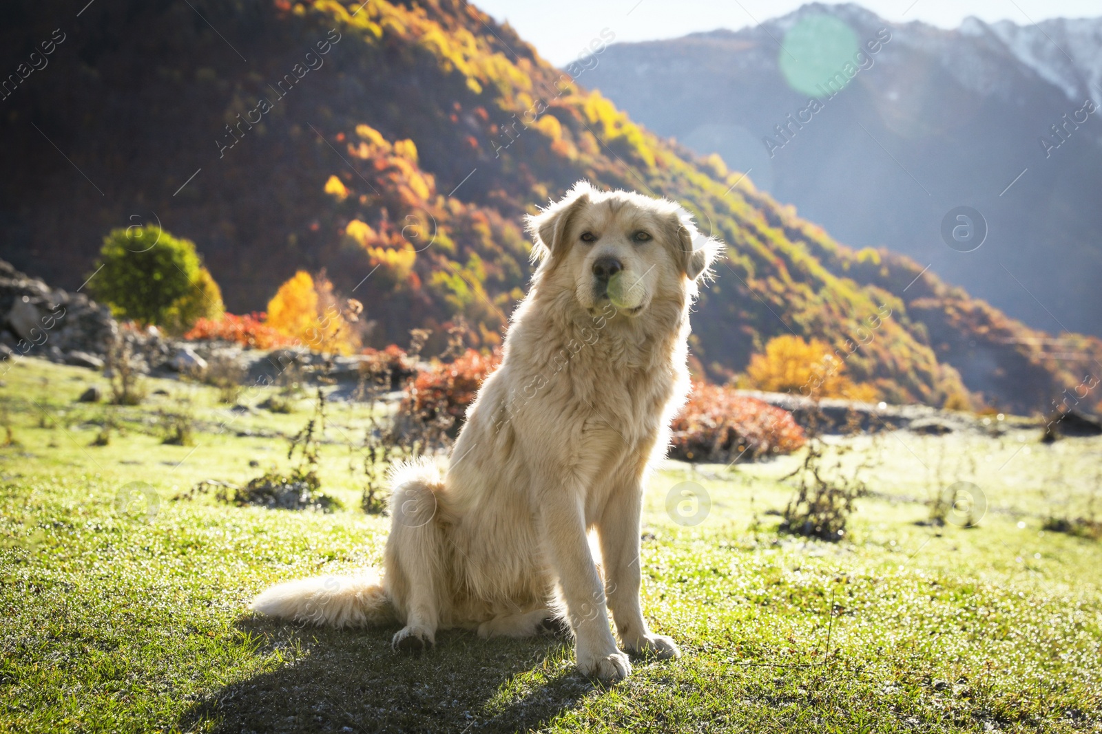 Photo of Adorable dog in mountains on sunny day