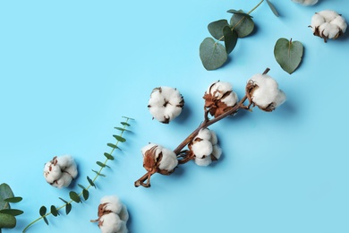 Flat lay composition with cotton flowers on blue background