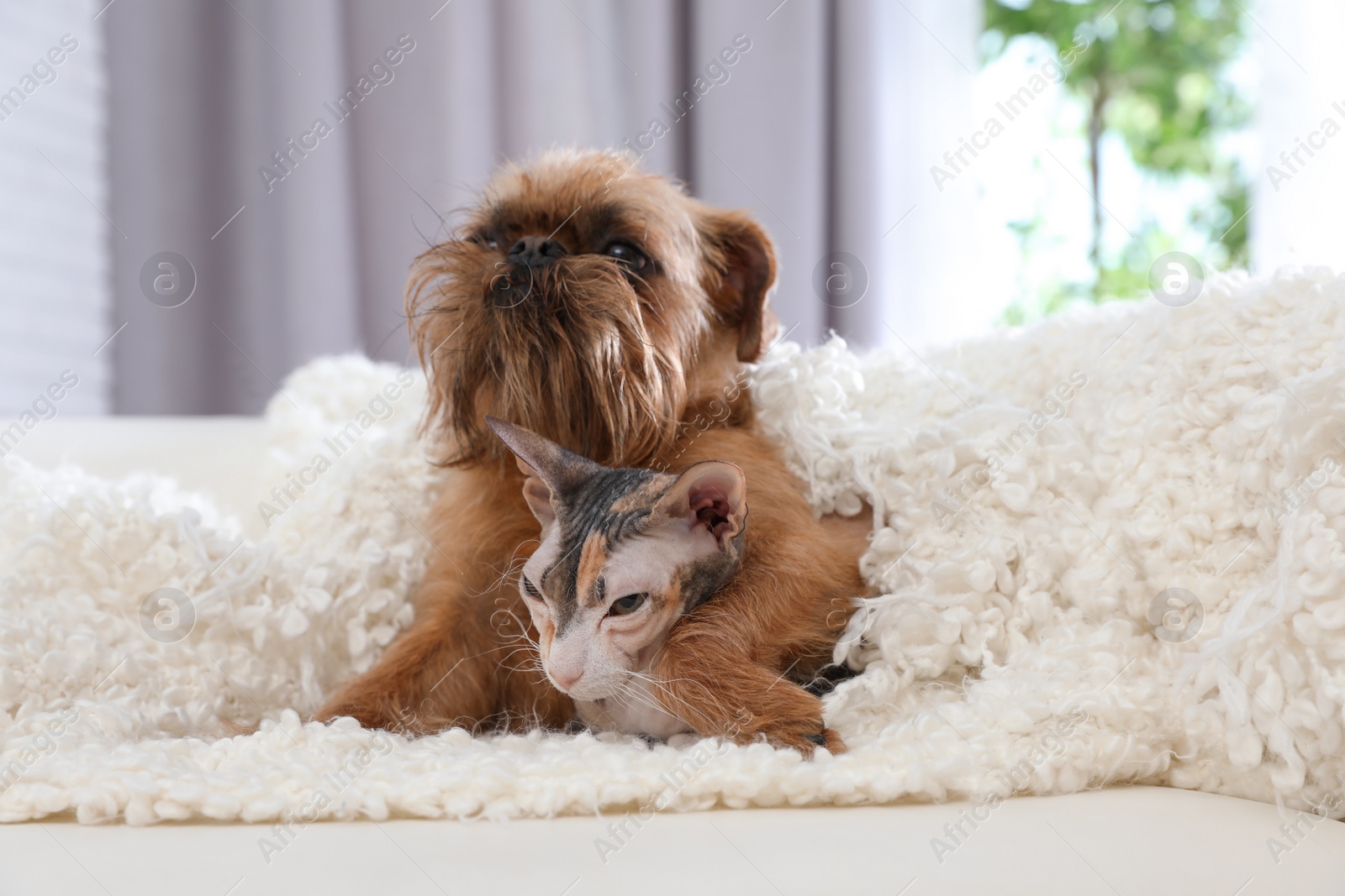 Photo of Adorable dog and cat under blanket together on sofa at home. Friends forever