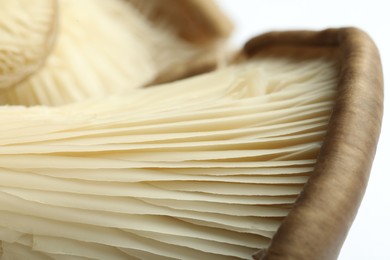 Photo of Fresh oyster mushrooms on white background, macro view