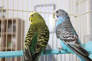 Photo of Beautiful bright parrots in cage indoors. Exotic pets