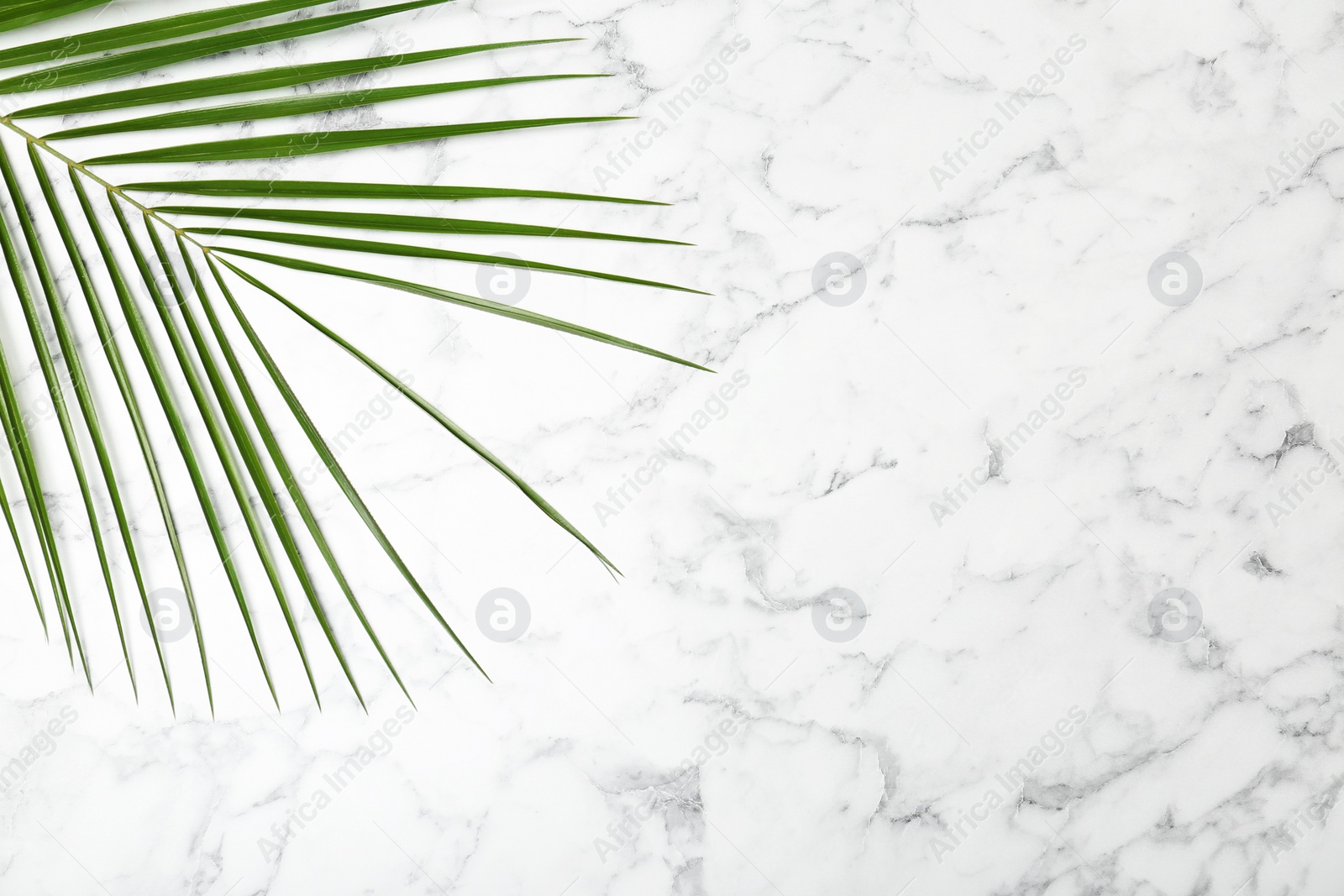 Photo of Fresh tropical date palm leaf on marble background, top view