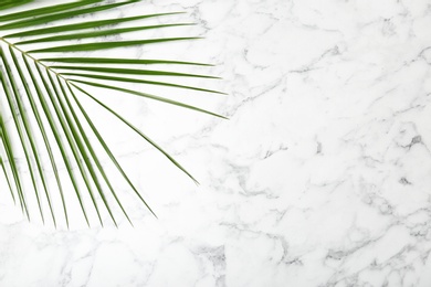 Fresh tropical date palm leaf on marble background, top view