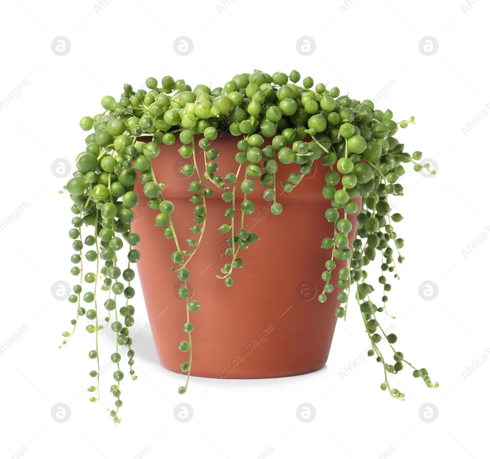 Image of Curio rowleyanus (string-of-pearls) plant in terracotta pot isolated on white. House decor
