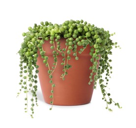 Image of Curio rowleyanus (string-of-pearls) plant in terracotta pot isolated on white. House decor