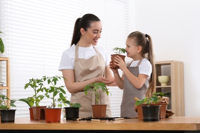 Photo of Planting seedlings. Mother and daughter near wooden table with different plants in room