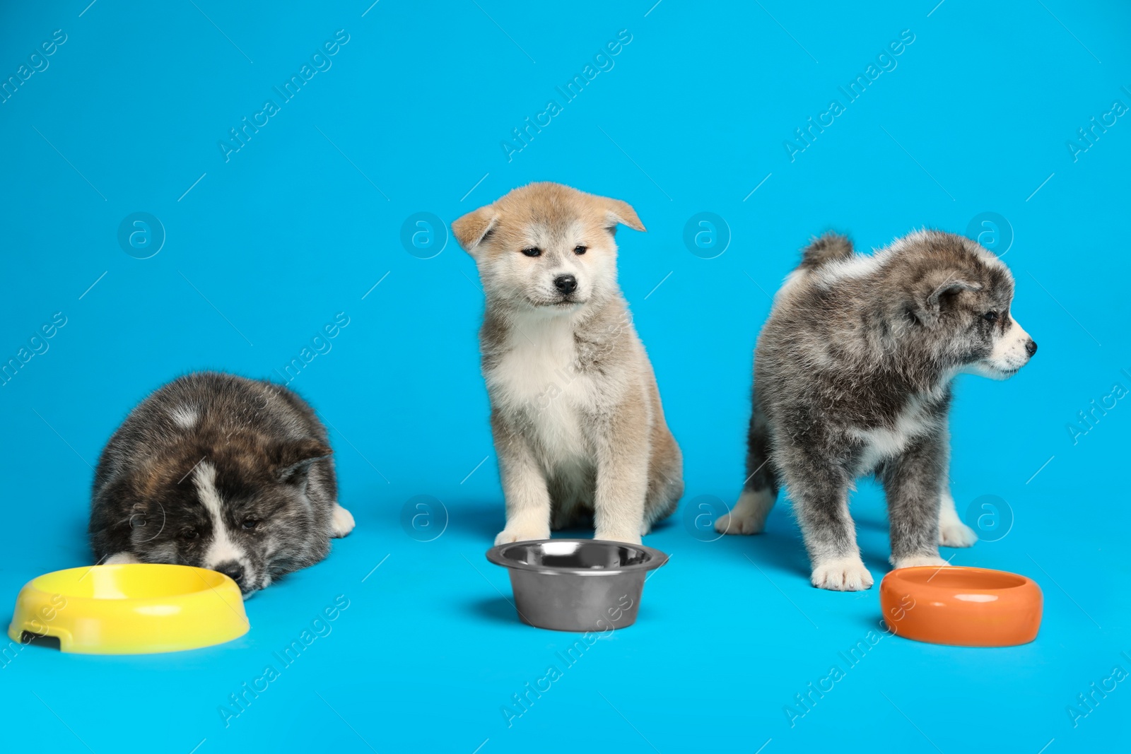 Photo of Cute Akita inu puppies with feeding bowls on light blue background. Friendly dogs