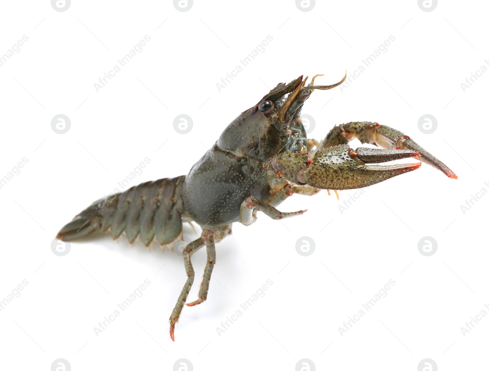 Photo of Fresh raw crayfish isolated on white. Healthy seafood