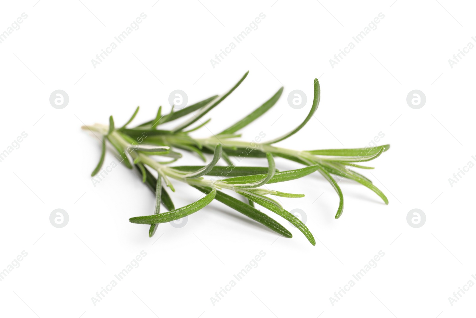 Photo of Sprig of fresh rosemary isolated on white