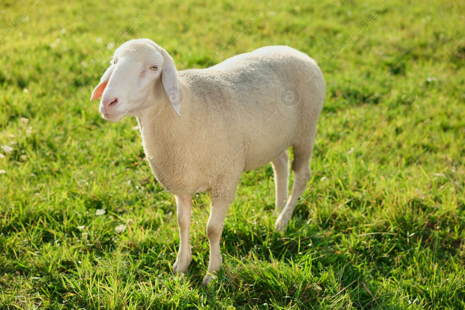 Photo of Cute sheep grazing outdoors on sunny day. Farm animal