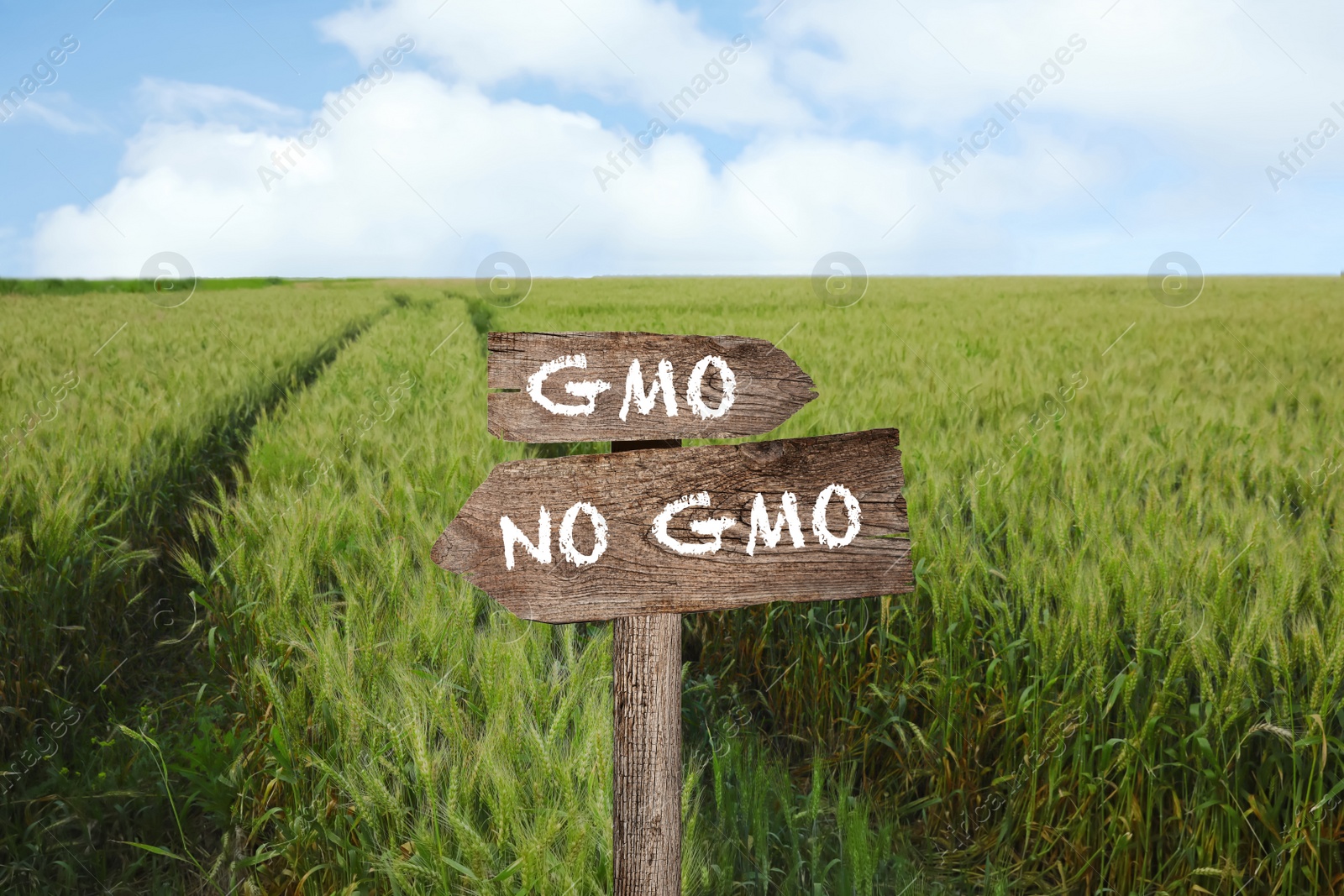 Image of Concept of GMO. Wooden sign in field with ripening wheat