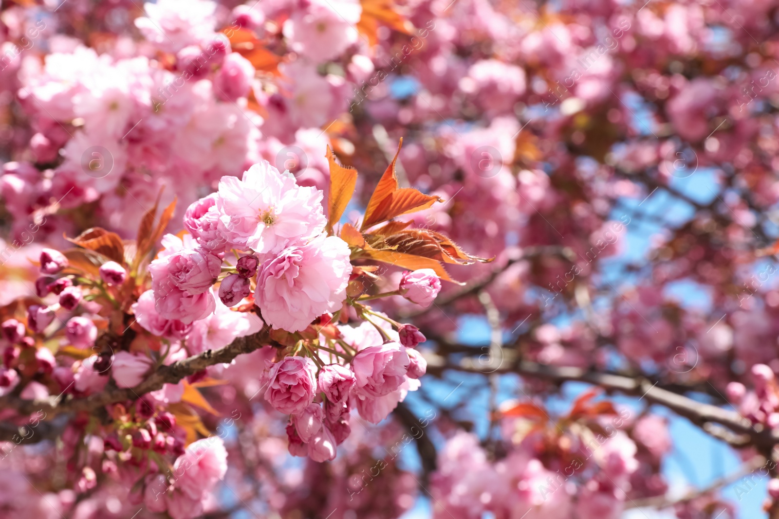 Photo of Sakura tree with beautiful blossoms on spring day outdoors