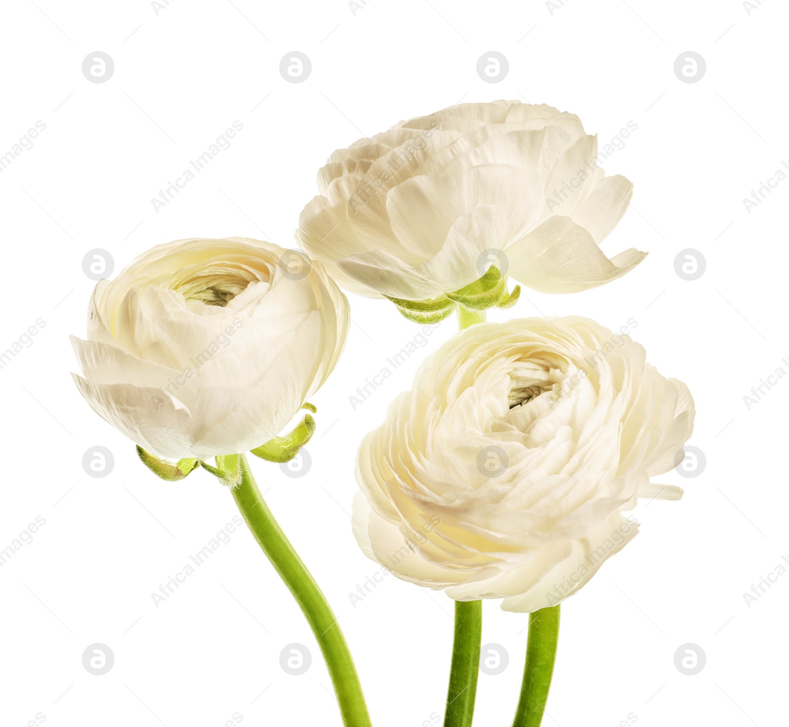 Photo of Beautiful ranunculus flowers on white background