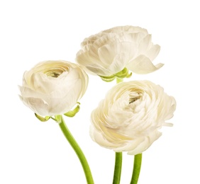 Photo of Beautiful ranunculus flowers on white background