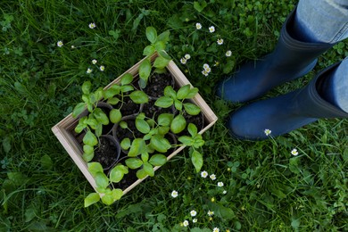 Woman near crate with seedlings outdoors, top view