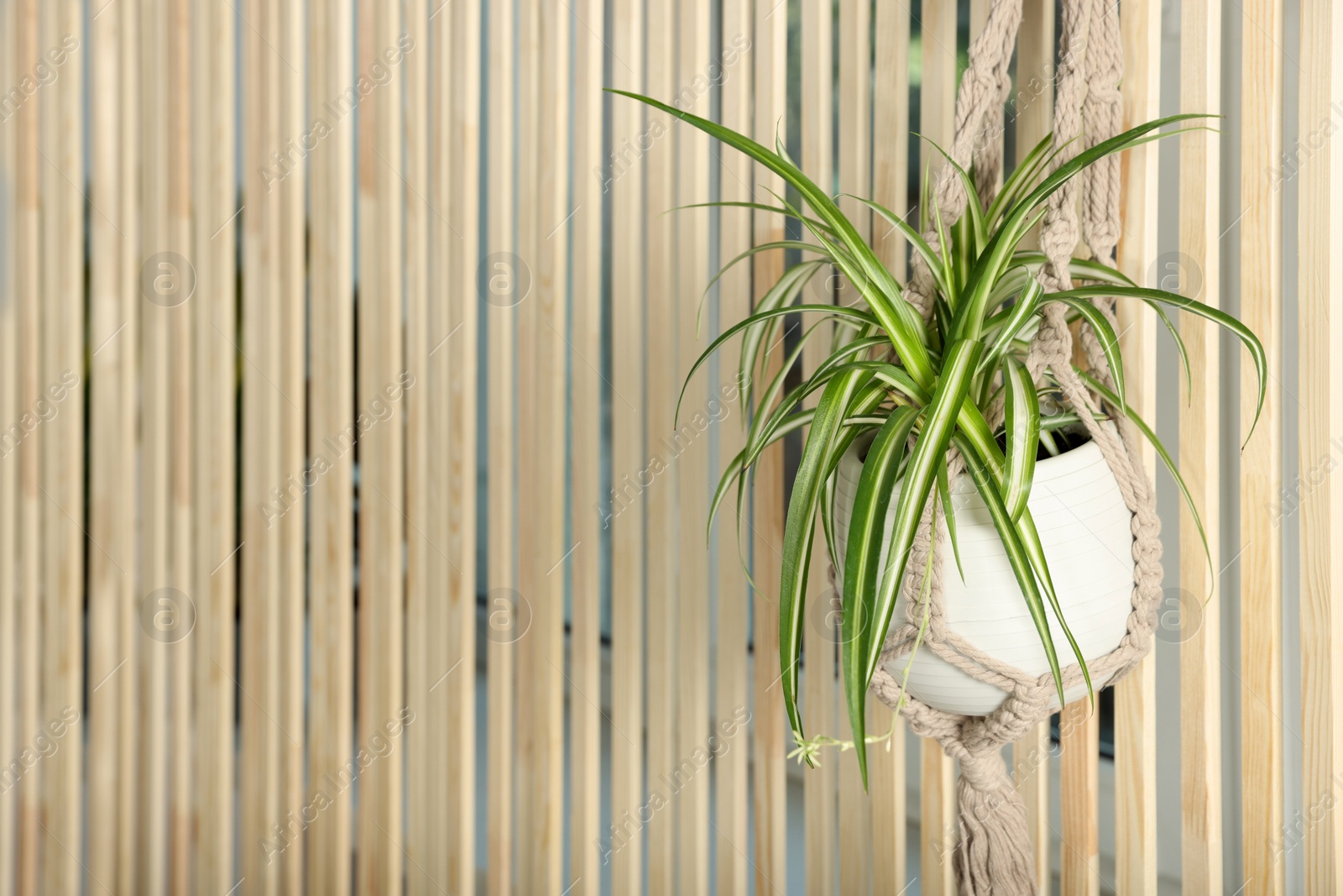 Photo of Potted chlorophytum comosum plant hanging on wooden wall, space for text. House decor