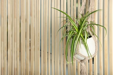 Photo of Potted chlorophytum comosum plant hanging on wooden wall, space for text. House decor