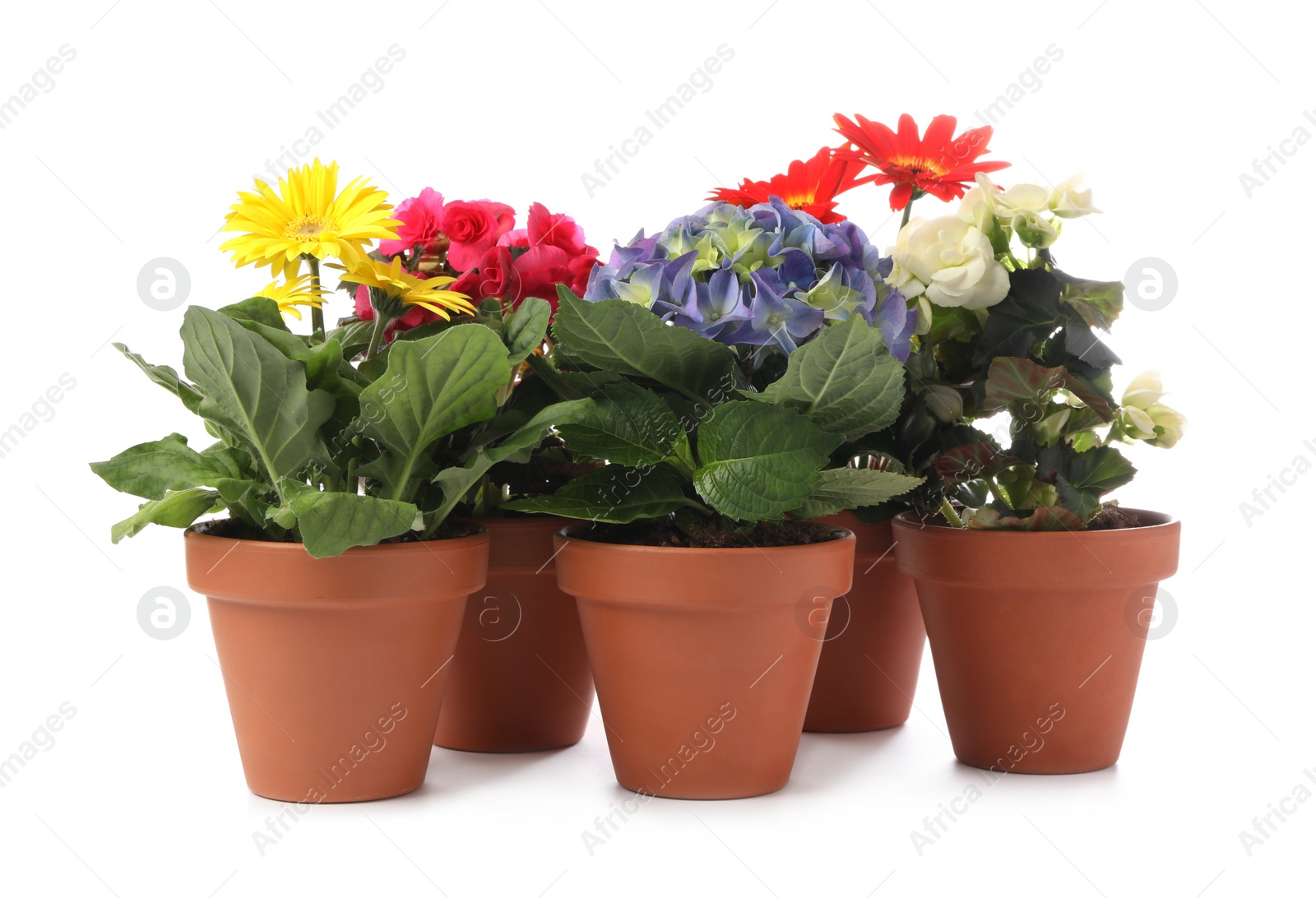 Photo of Different beautiful blooming plants in flower pots on white background