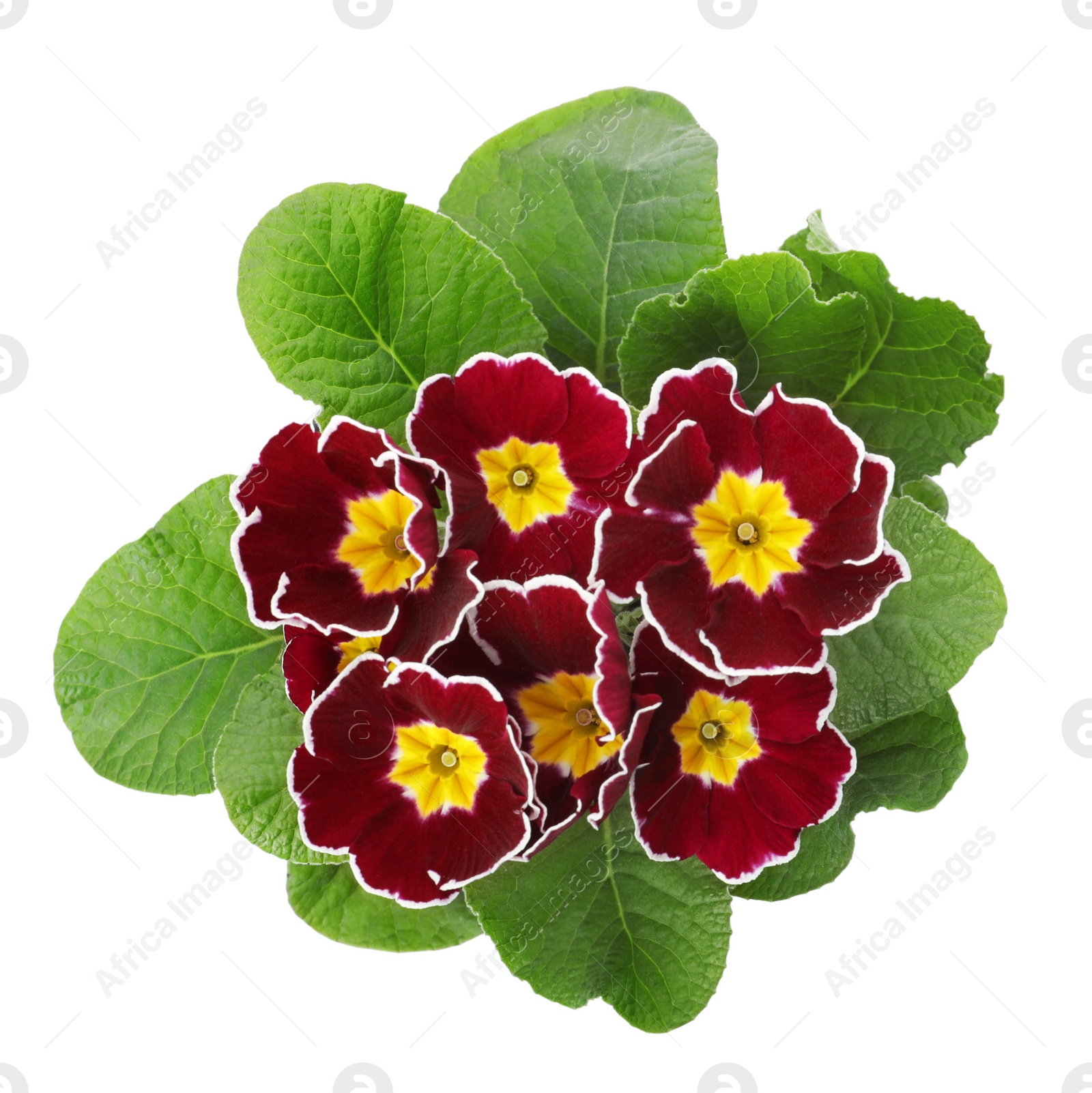 Photo of Beautiful primula (primrose) plant with burgundy flowers isolated on white, top view. Spring blossom