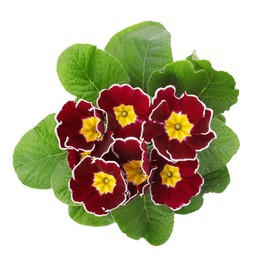 Photo of Beautiful primula (primrose) plant with burgundy flowers isolated on white, top view. Spring blossom