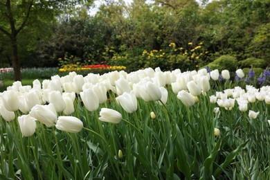 Photo of Many beautiful white tulip flowers growing in park. Spring season