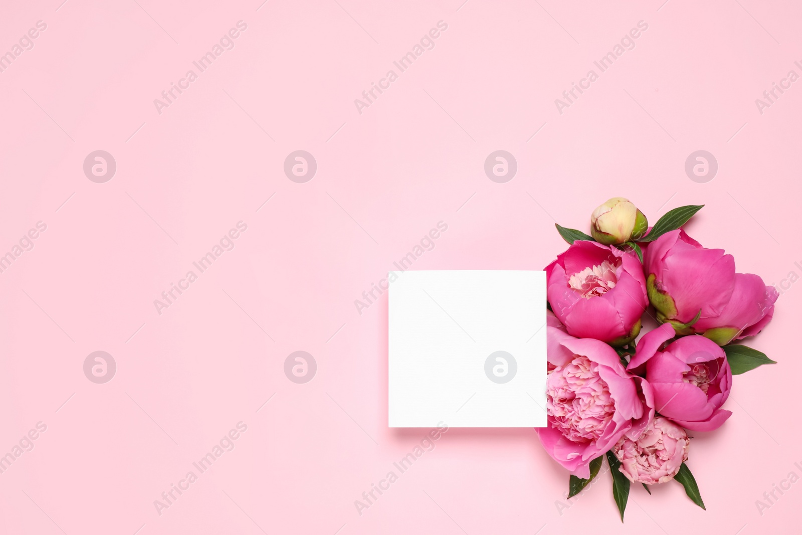 Photo of Beautiful peonies and blank card on pink background, flat lay. Space for text