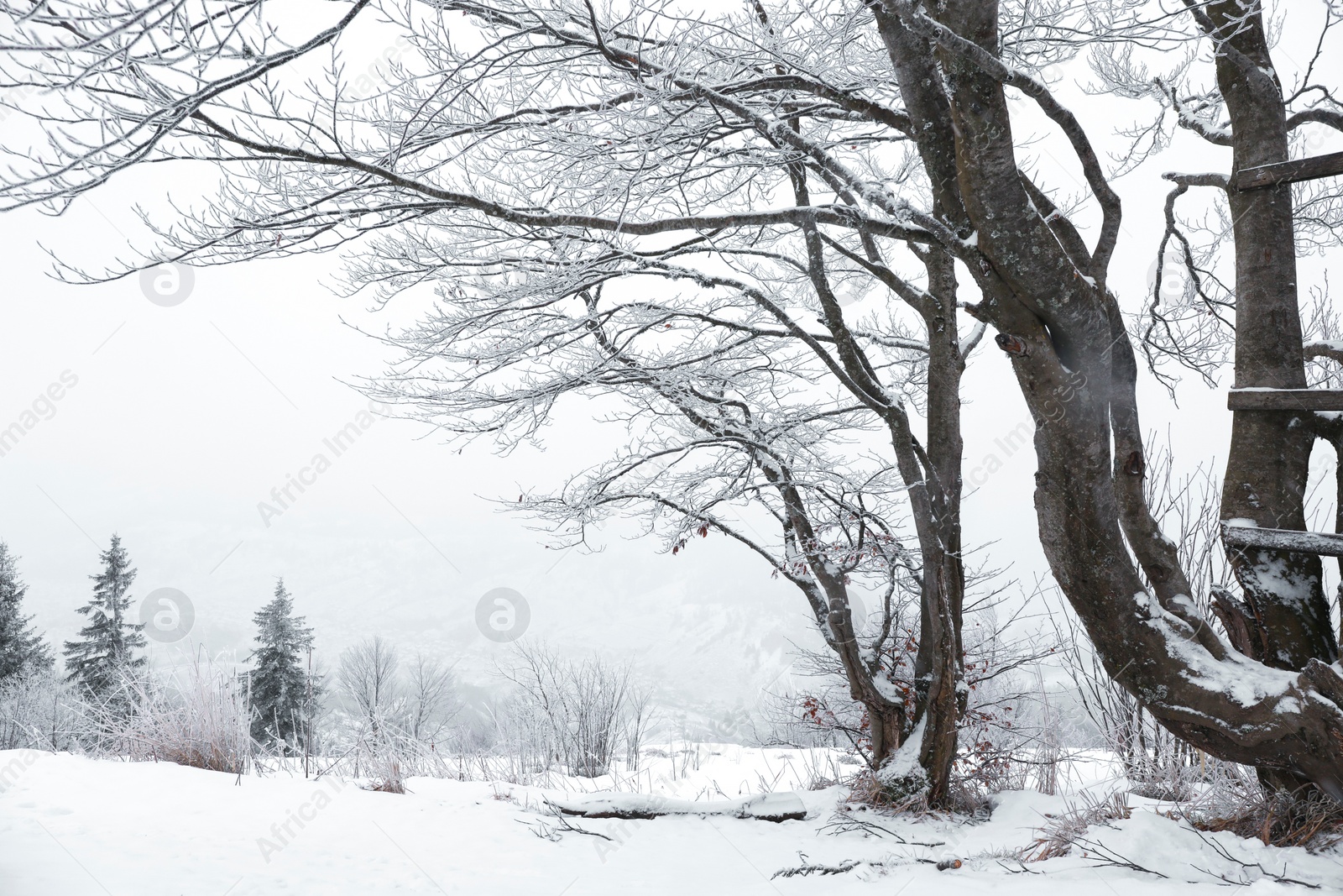 Photo of View of trees and plants covered with snow on winter day