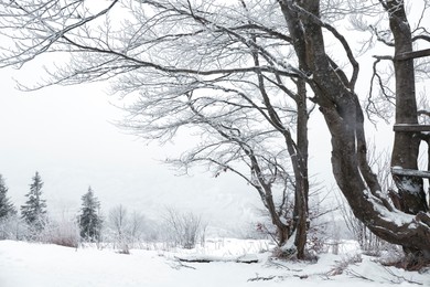 View of trees and plants covered with snow on winter day