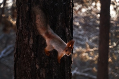 Cute squirrel on pine tree in winter forest