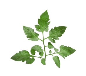 Photo of Branch of tomato plant with leaves isolated on white