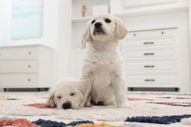 Photo of Cute little puppies on carpet at home. Adorable pets